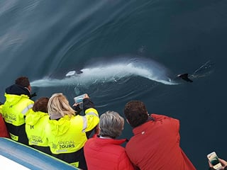 Reykjavik City Walk and Whales, photo 8
