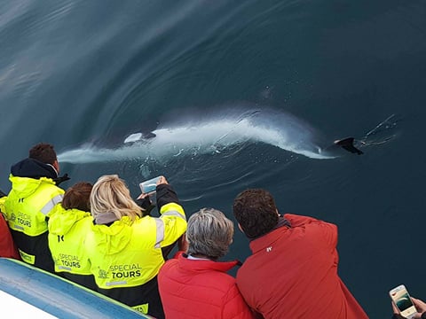Reykjavik City Walk and Whales, photo 8