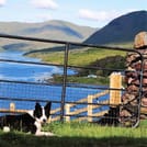 Visit a working sheep farm with sheepdog demo. Galway. Guided. 10