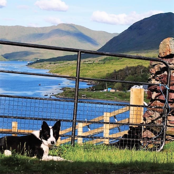 Visit a working sheep farm with sheepdog demo. Galway. Guided. 10