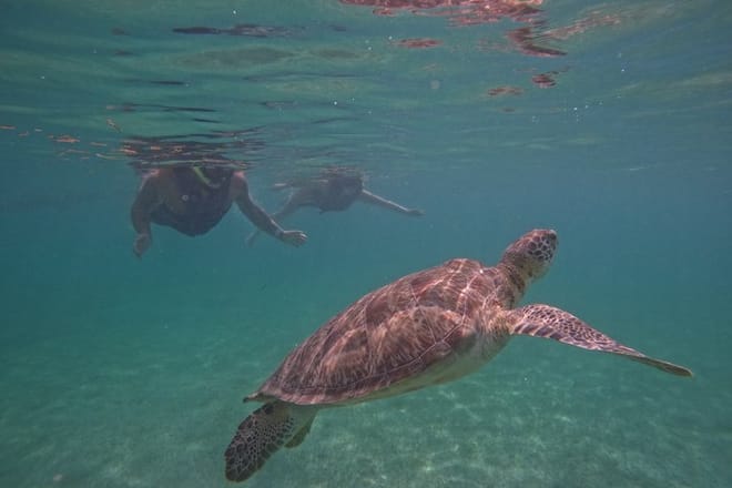 Santuario de tortugas Akumal Snorkel Experiencia marina