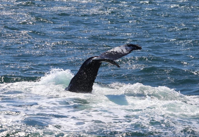 Whale tail diving beneath the waves near Reykjavík Iceland