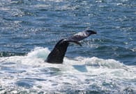 Whale tail diving beneath the waves near Reykjavík Iceland