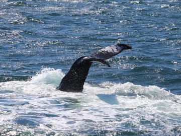 Discover Iceland’s ocean giants