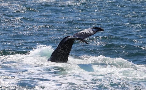 Whale Watching Express Adventure
