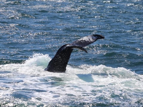 Whale tail diving beneath the waves near Reykjavík Iceland