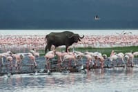 Lake Nakuru National park