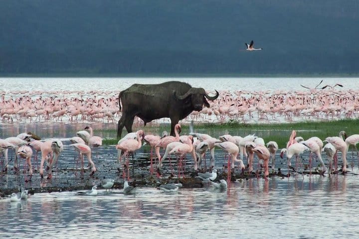 Lake Nakuru National park