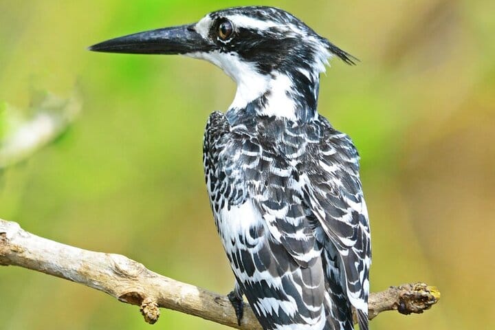 7-Day Birding, Murchison Fall Royal Mile and Big Five