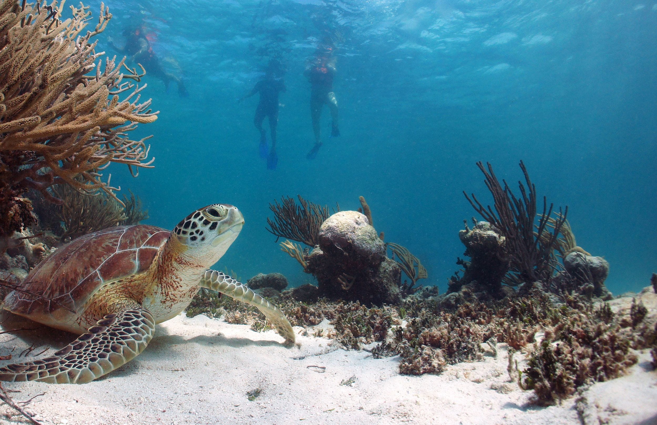 From Cancun: Tulum, Mariposa Cenote & Swim with turtles in Akumal