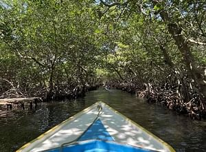 Roatan Island East End Mangrove Tour