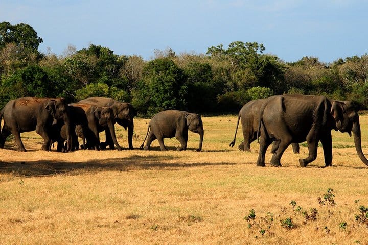 Sigiriya & Minneriya Safari Tour from Kandy 6