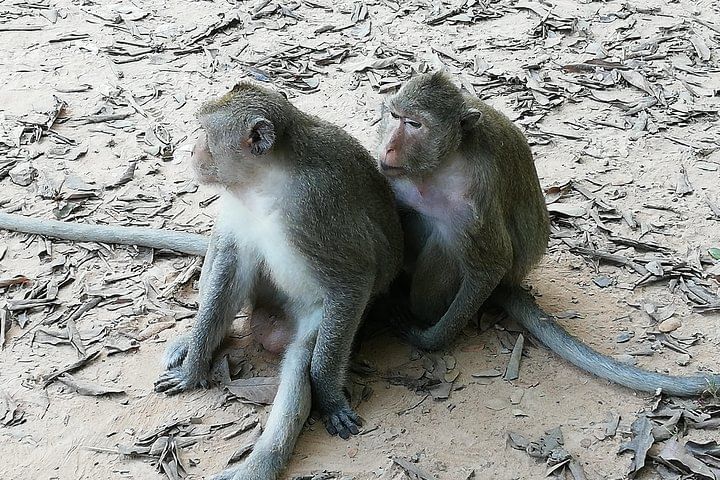Private Tour to Koh ker and Beng Mealea Temple from Siem Reap
