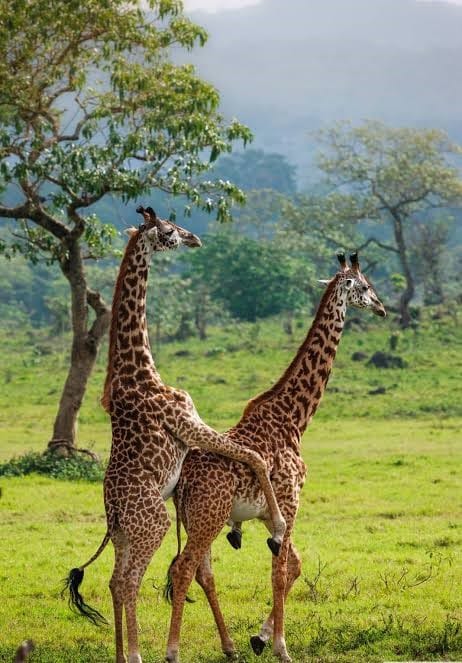 Two giraffes standing together in the scenic savannah of Arusha National Park, surrounded by green vegetation.