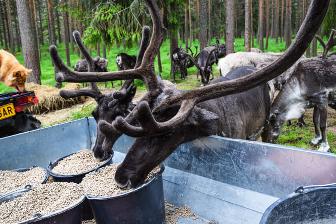 Arctic Reindeer Hike Experience  2