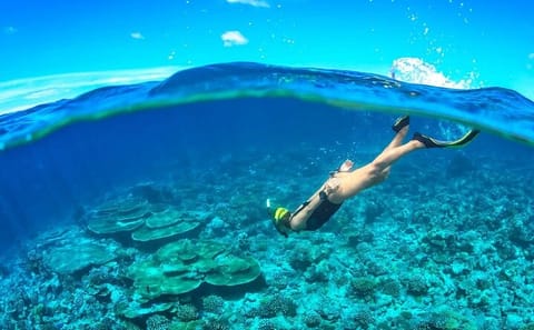 Cham Island Snorkeling Trip from Da Nang with Lunch