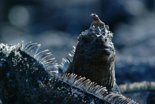 Galapagos Iguana