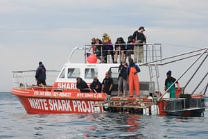 Private Shark Cage Diving Trip With Private Boat and Transfers