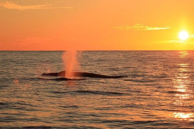 Whale-Watching Sunset Cruise in Los Cabos photo 5