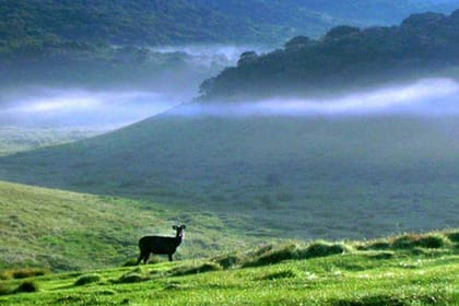 Hortan Plains & Nuwara Eliya Tour (German & English)