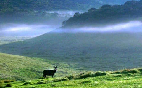 Horton Plains and Nuwara Eliya Nature Walking Tour in Kandy
