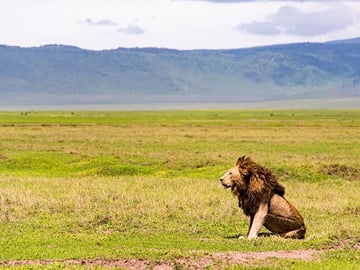 male lion
