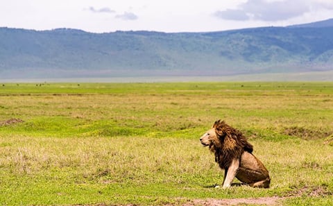 4 DAYS GROUP JOINING BUDGET SAFARI TO MAASAI MARA AND LAKE NAKURU NATIONAL PARKS