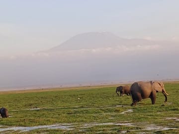 Two Days Guided Amboseli Tour