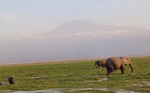 Two Days Guided Amboseli Tour