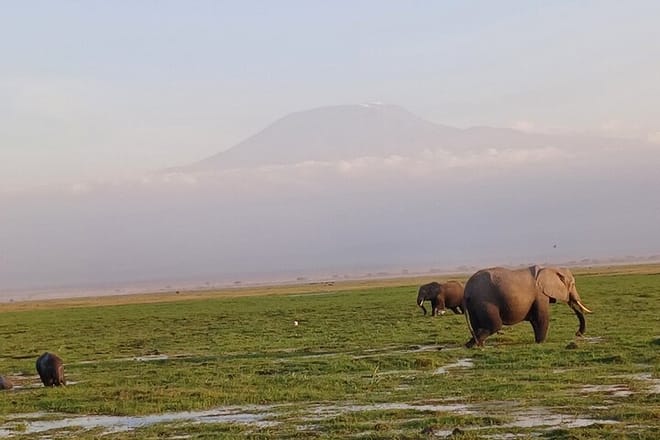 Two Days Guided Amboseli Tour 2