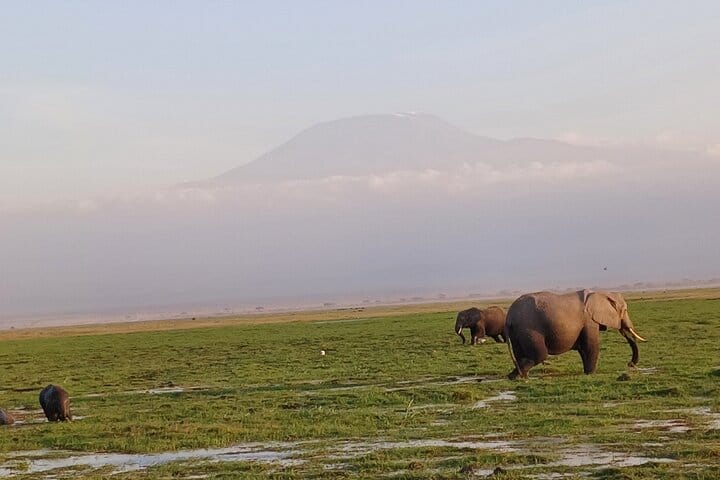 Two Days Guided Amboseli Tour 2