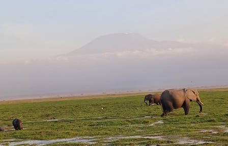 Two Days Guided Amboseli Tour