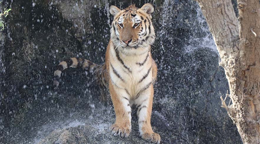 Emirates Park Zoo Abu Dhabi Tickets 3