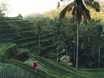 Bali Car Hire with Private Chauffeur