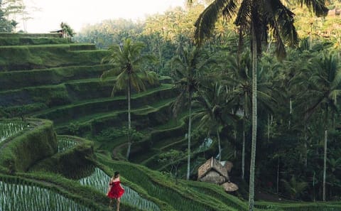 Bali Car Hire with Private Chauffeur