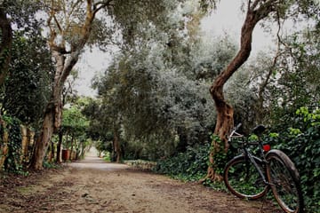 Buskett Woods and Dingli Cliffs Nature Walking Tour in Malta