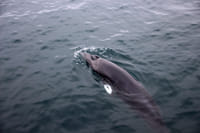 Whale Watching 6