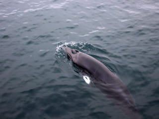 Whale Watching, photo 6