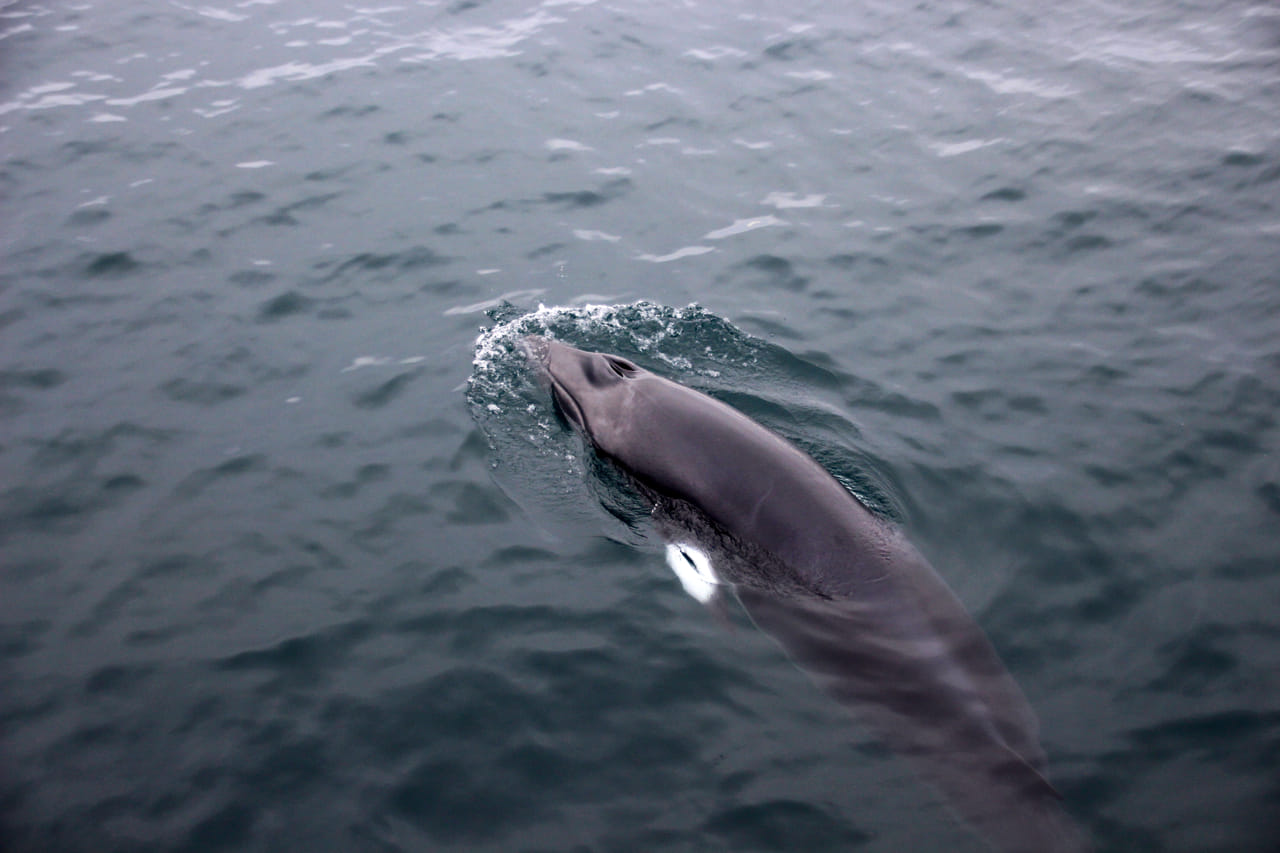 Whale Watching 6