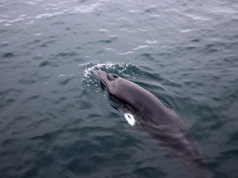 Whale Watching, photo 6