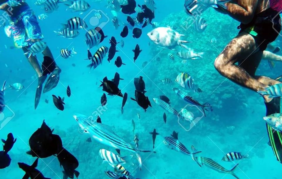 Full-Day Snorkeling Tour at Dolphin House National Park, Hurghada
