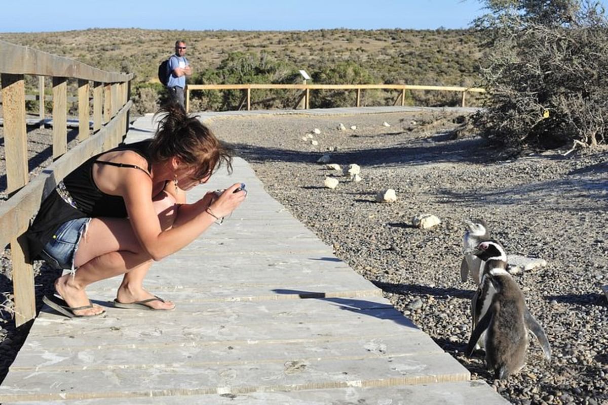 Punta Tombo Penguin Colony & Dolphin Watching Tour from Puerto Madryn