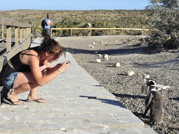 Punta Tombo Penguin Colony and Dolphin Watching Tour from Puerto Madryn