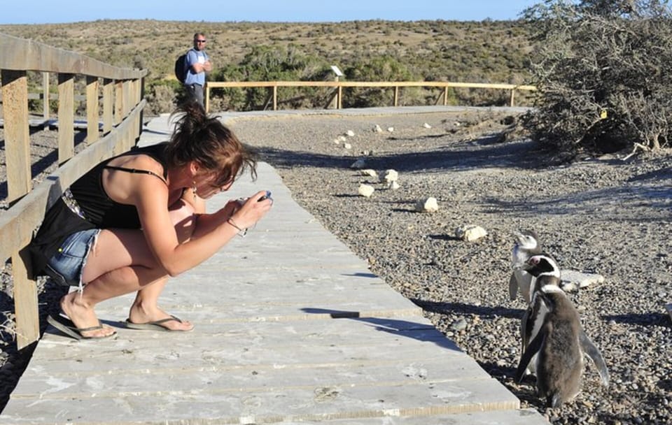 Punta Tombo Penguin Colony and Dolphin Watching Tour from Puerto Madryn
