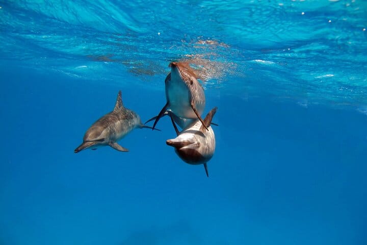 Private Speedboat Dolphin Watching & Snorkeling in Hurghada