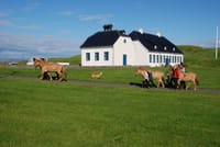 Viðey Ferry - from the Old Harbour 6