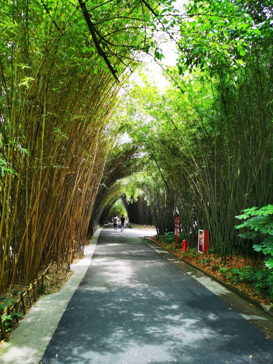 One Day, Two Wonders: A Tour of Chengdu's Pandas & the Leshan Buddha