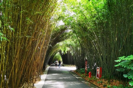 Chengdu Panda Park and Leshan Giant Buddha Daily Bus Tour with Tickets