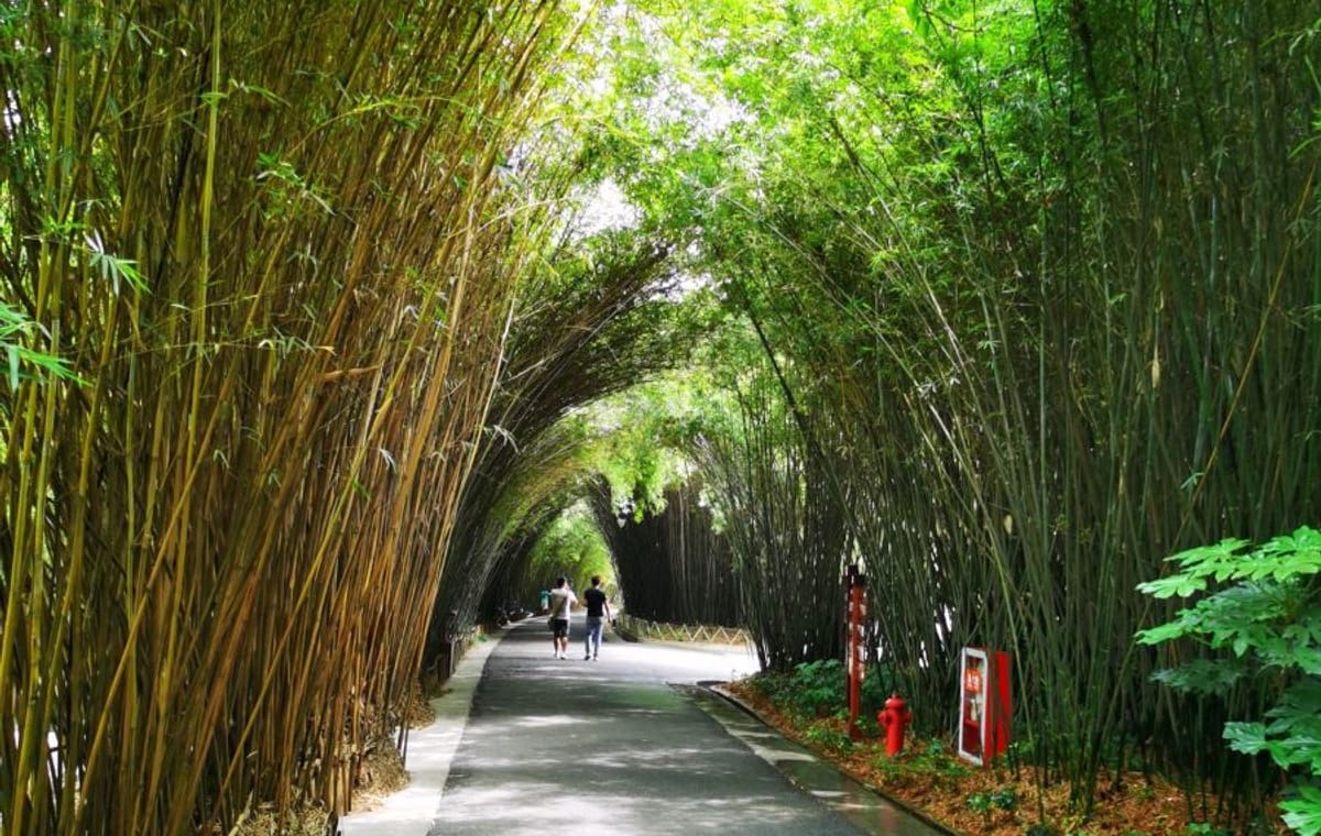 Chengdu Panda Park and Leshan Giant Buddha Daily Bus Tour with Tickets