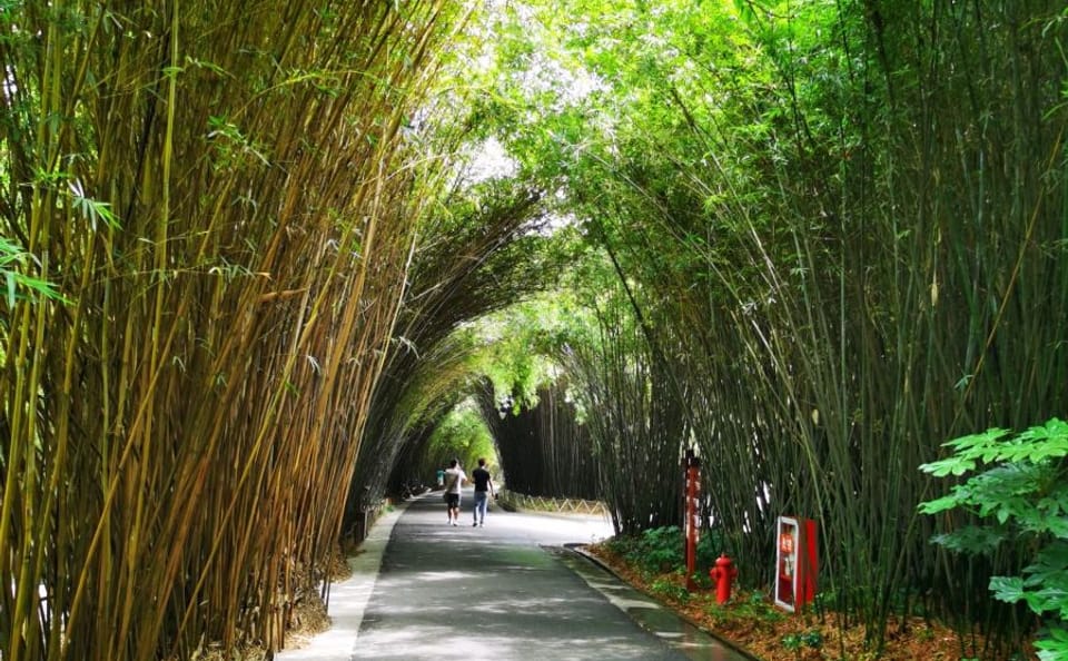 Chengdu Panda Park and Leshan Giant Buddha Day Tour